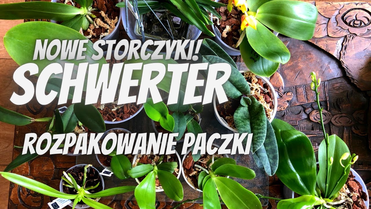 Rozpakowanie nowych storczyków od Schwerter Orchideenzucht // Unboxing - storczyki.