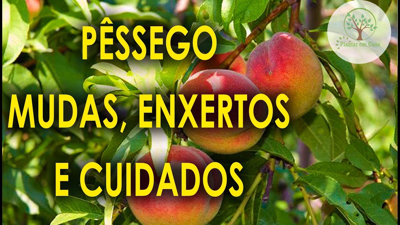 Pêssego, Mudas, Enxerto e outras experiências com José Barros Videos Especiais