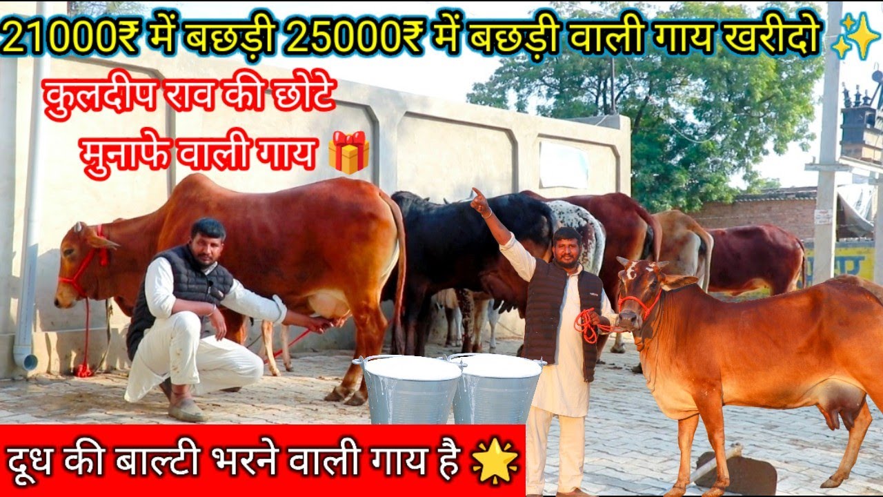 ✨आज खरीदो 65 वाली मात्र 21000₹ में 😀18 किलो दूध वाली बाल्टी वाला ही मिलेगा👌छोटे मुनाफे में बड़ी गाय🌟