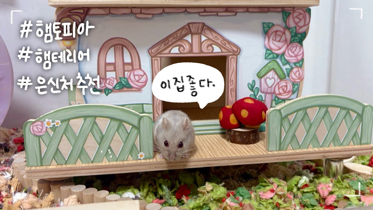 햄토피아 택배깡📦ㅣ캠벨햄스터 은신처 추천ㅣ햄테리어 🏠