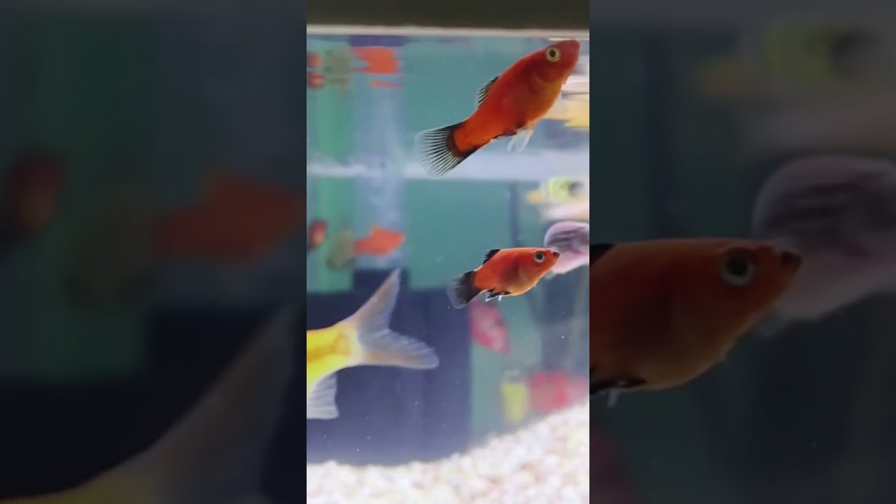 fish tank setup 