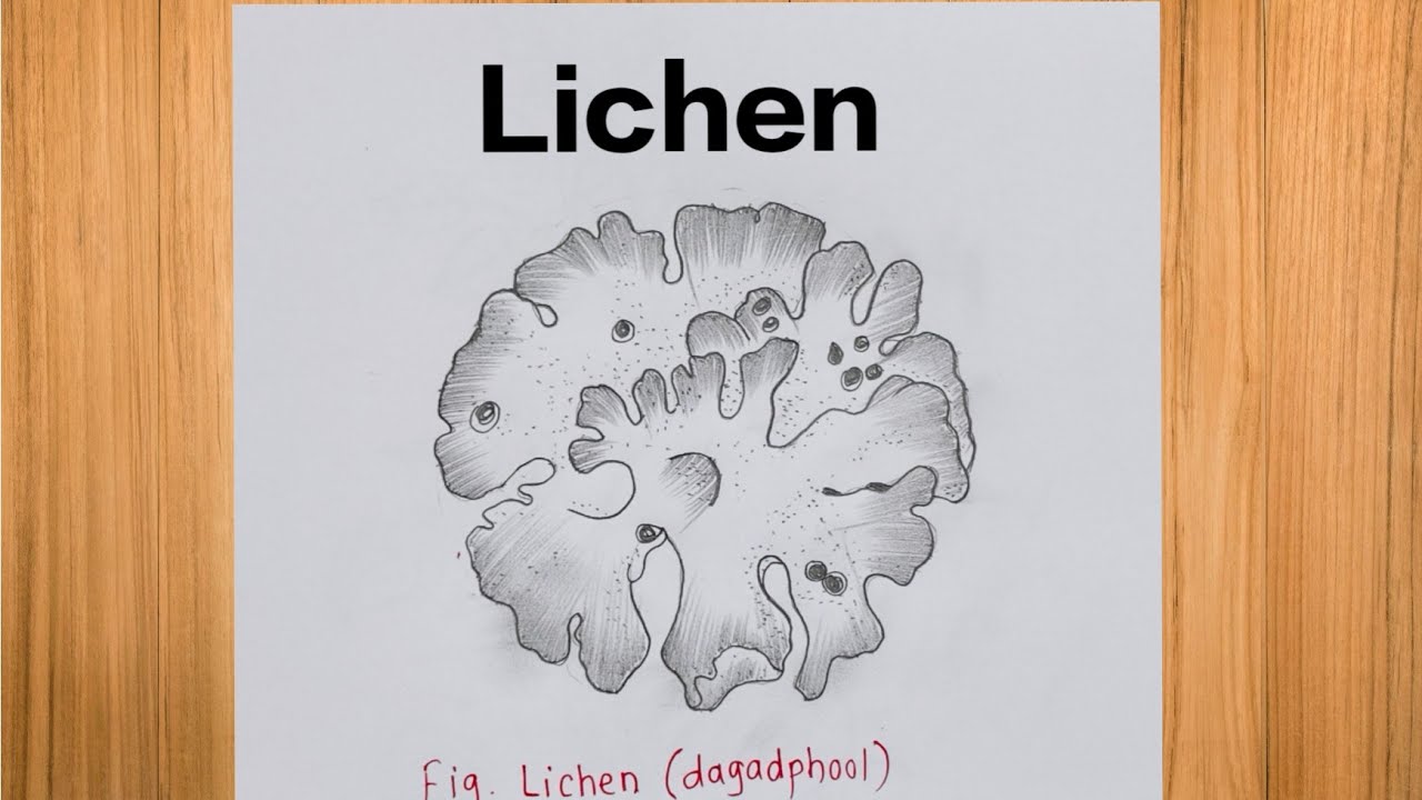 How To Draw Lichen (Dagadphool) Diagram/ Lichen Diagram Drawing 