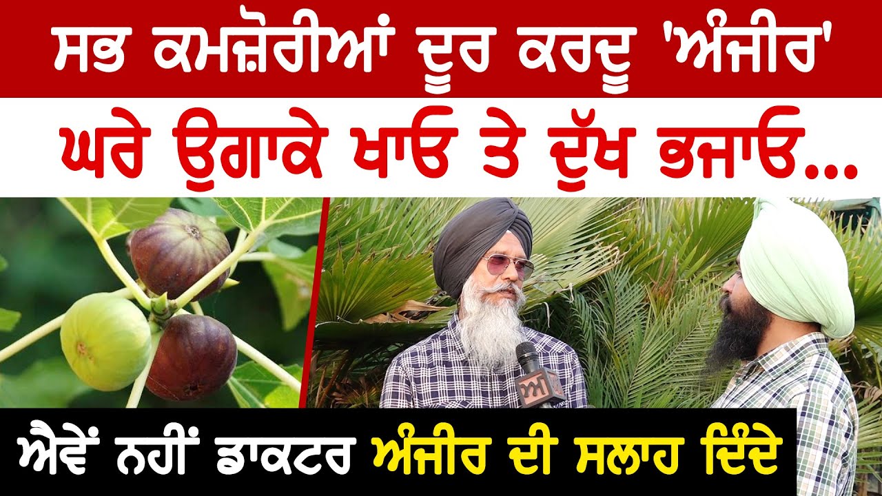 ਸਭ ਕਮਜ਼ੋਰੀਆਂ ਦੂਰ ਕਰਦੂ ਅੰਜੀਰ, ਘਰੇ ਉਗਾਕੇ ਖਾਓ ਤੇ ਦੁੱਖ ਭਜਾਓ | Akhar