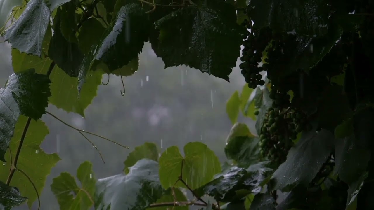 rain sound effect no copyright