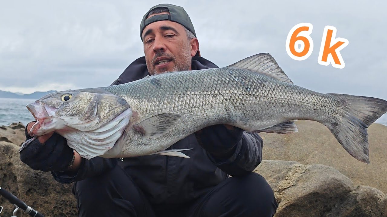 Lubina de 6kilos a spinning XL, record personal, con el patchinko de AliExpress. Galicia