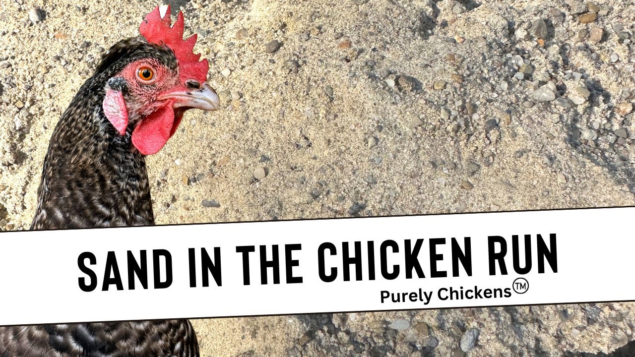 Sand in the Chicken Run