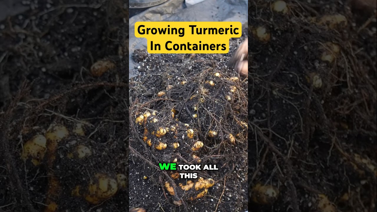 How to Grow & Harvest Organic Turmeric in Containers! 🌱🧡