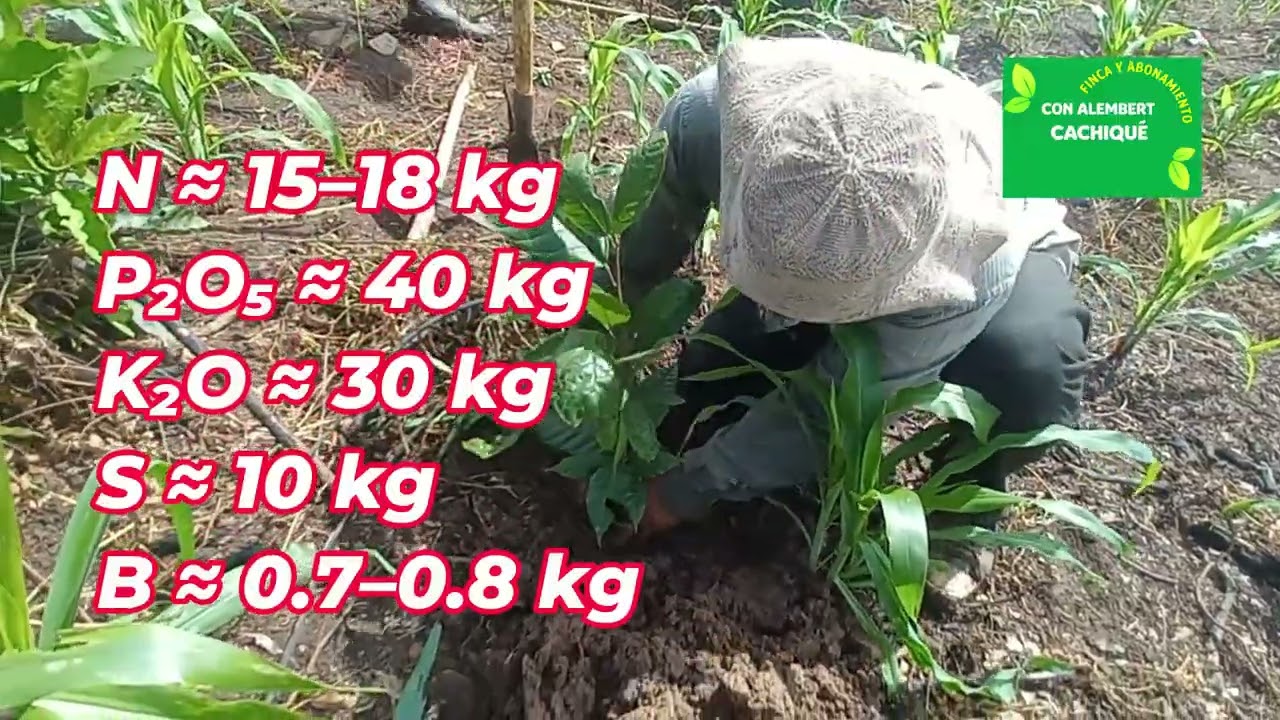 Fertilización en cacao 0–3 meses | Cómo establecer raíz fuerte