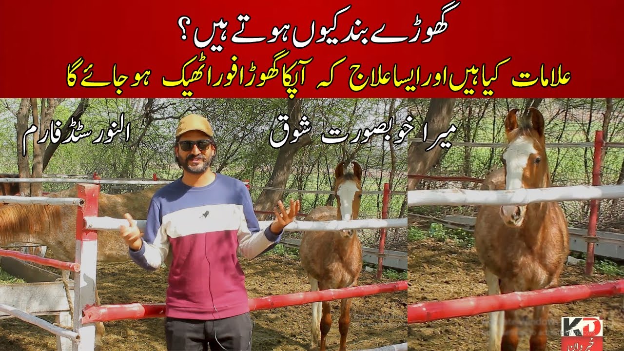 AL Noor Stud farm Nankana sahib || Horses Treatment || Symptoms of Colic in horse || Horse farm