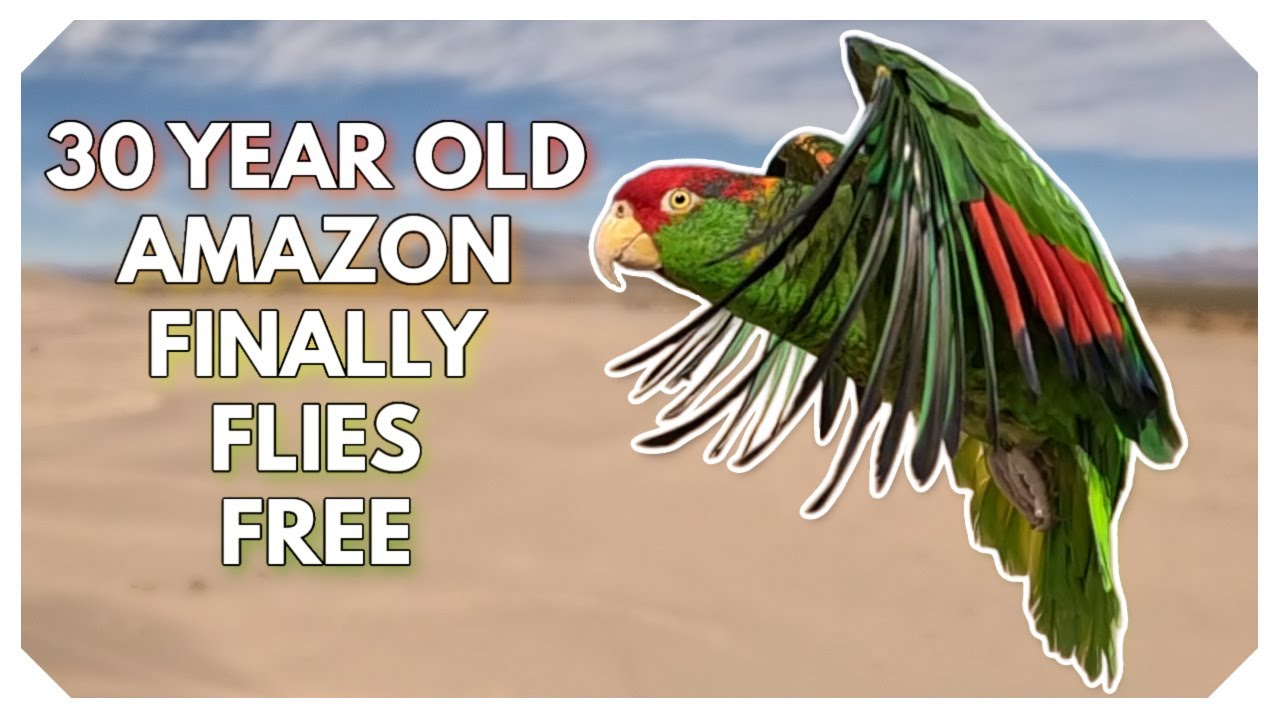 She Waited 30 Years to Fly — Red-Crowned Amazon’s Incredible Journey!