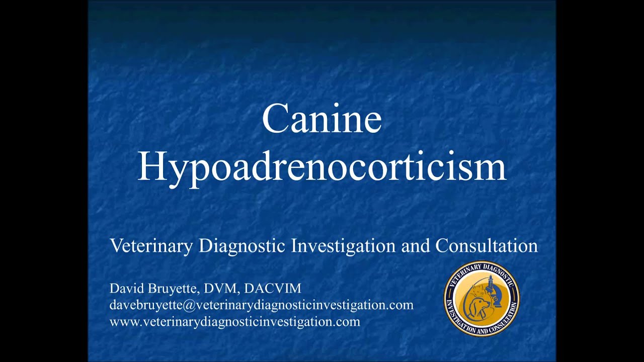 Canine Hypoadrenocorticism