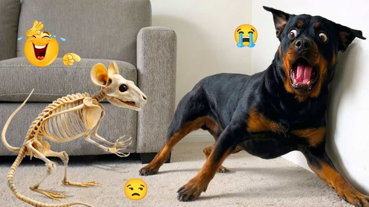 HILARIOUS DOGS Doing the Weirdest Things 🤪🦮 NEW Funniest Dogs 2026 #7
