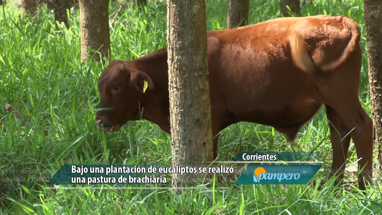 Pasto verde todo el año: más kilos