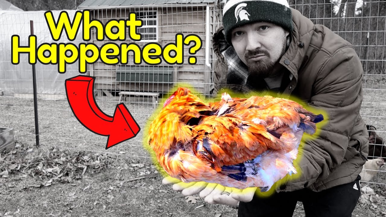 Why Did THIS Kill Our Chicken…