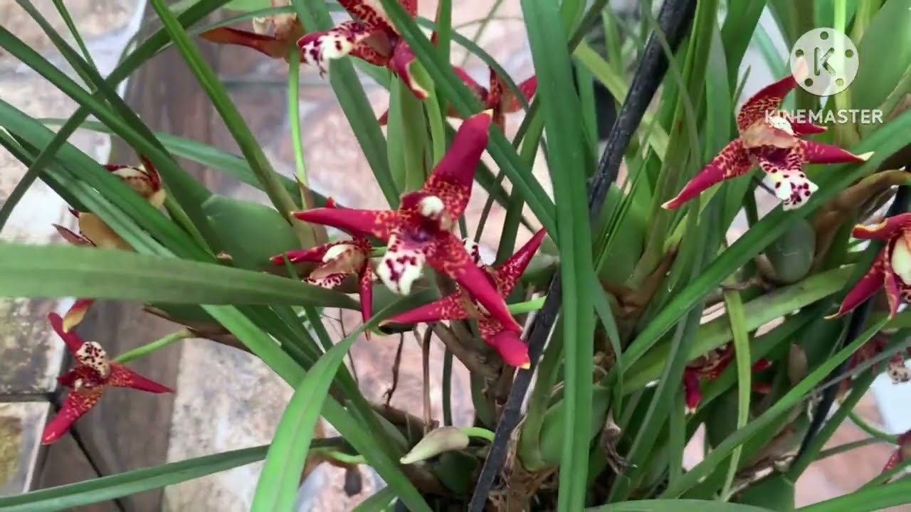 Como É O Cultivo Da Orquidea Cheirinho De Coco?