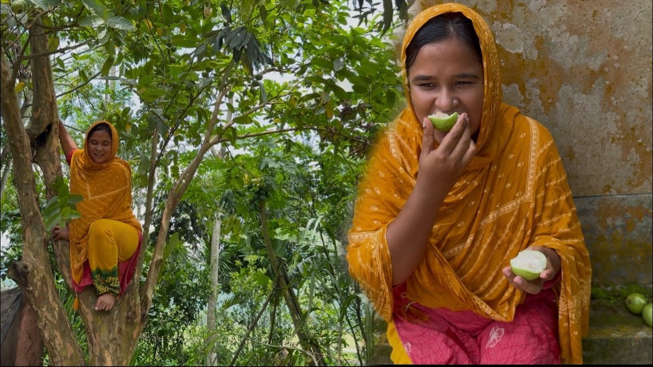 ৪০ বছরের পুরনো গাছের দেশি পাকা পেয়ারা গাছে উঠে পেরে খেলাম ||