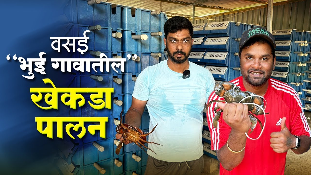 वसई भुई गावातील खेकडा पालन | Vertical Crab Farming