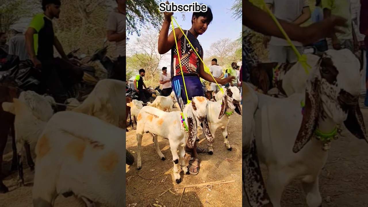 jamunapari Goat market 