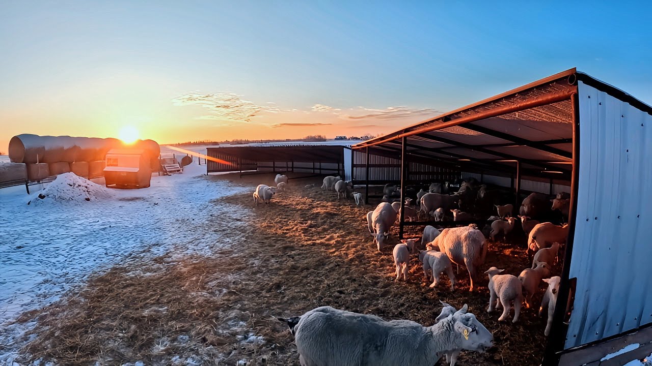 My Sheep Are Freezing (-33°C / -27°F)
