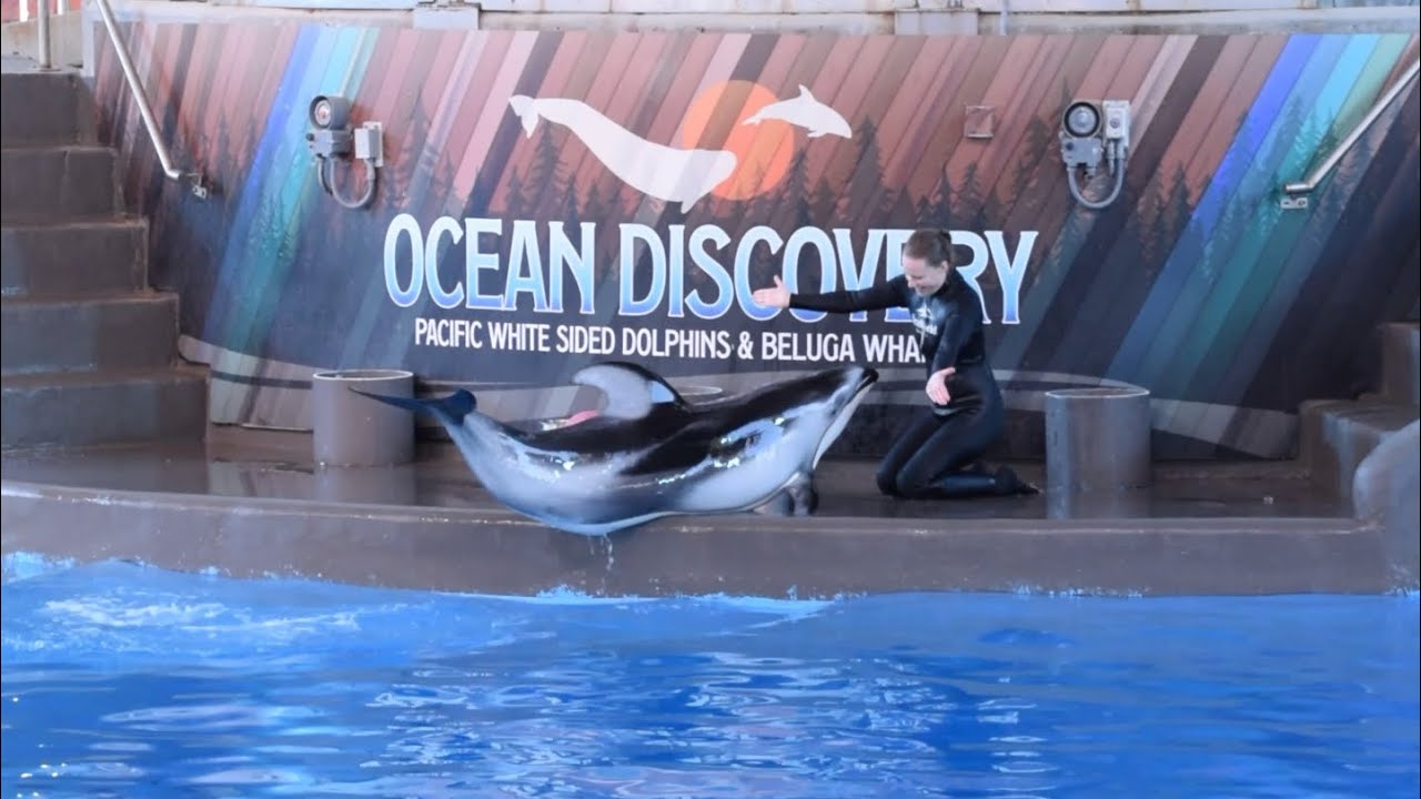 Ocean Discovery Full Show at SeaWorld San Antonio November 3, 2023 at 4:30PM