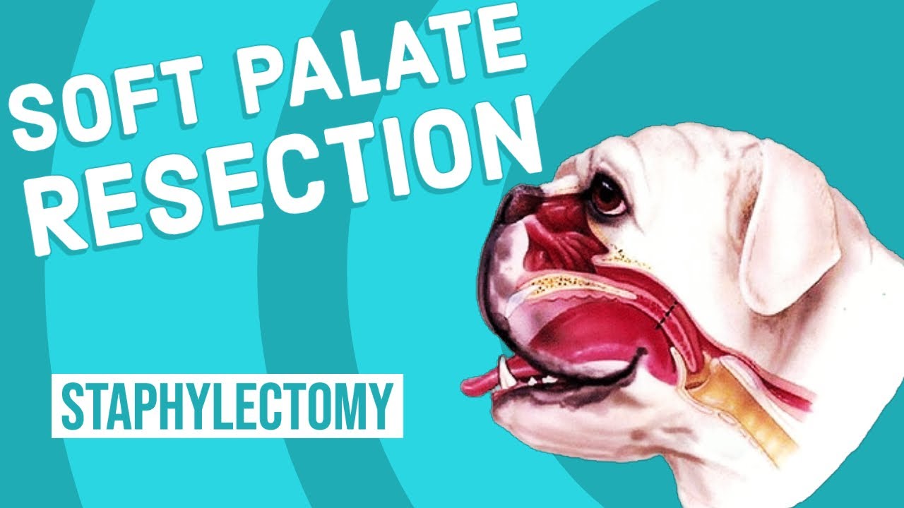 Soft Palate Resection in Dogs
