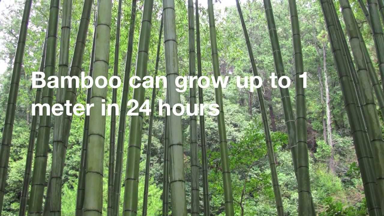 12 Amazing Facts About Bamboo