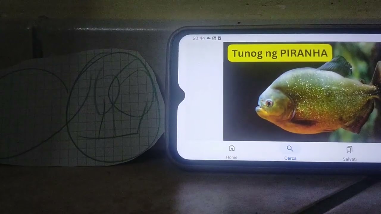 Meet the Animals 116: Piranha