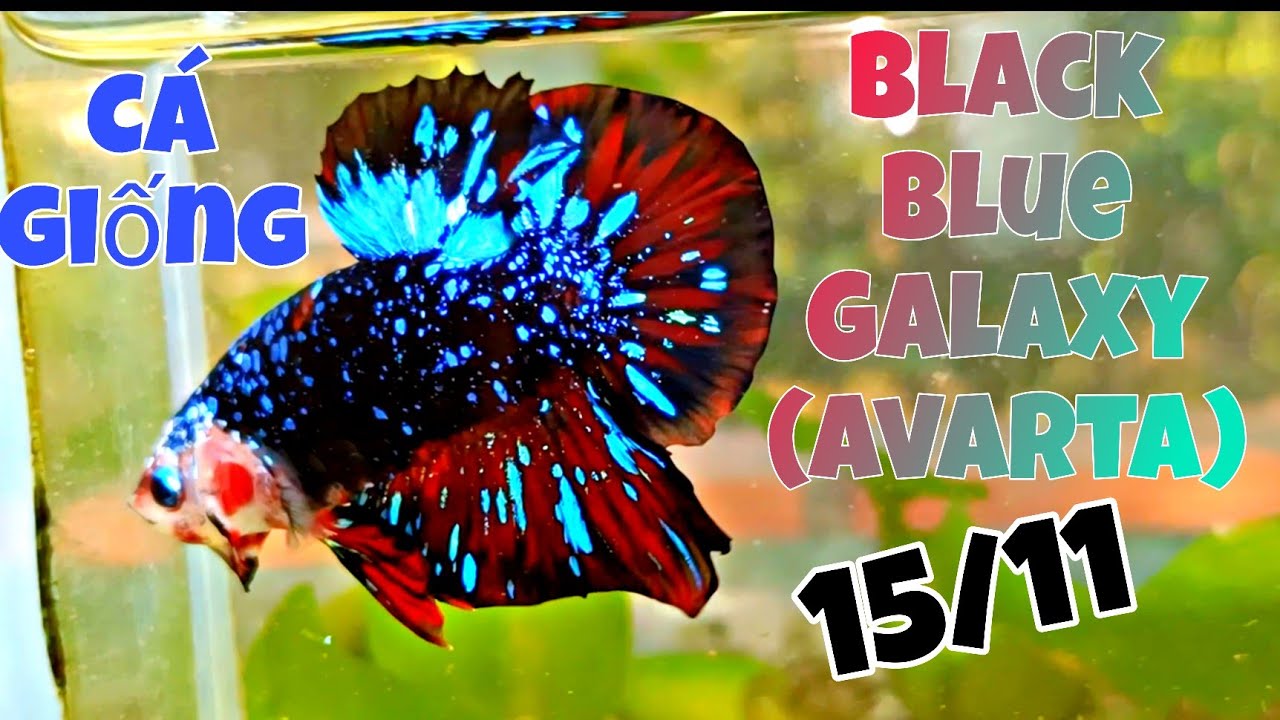 Đợt cá Betta Sưu Tầm Mới Nhất 15/11/2024 | Metallic,Giant Khổng Lồ, Trống Mái Đầy đủ 🇻🇳 ✈️ 🌎
