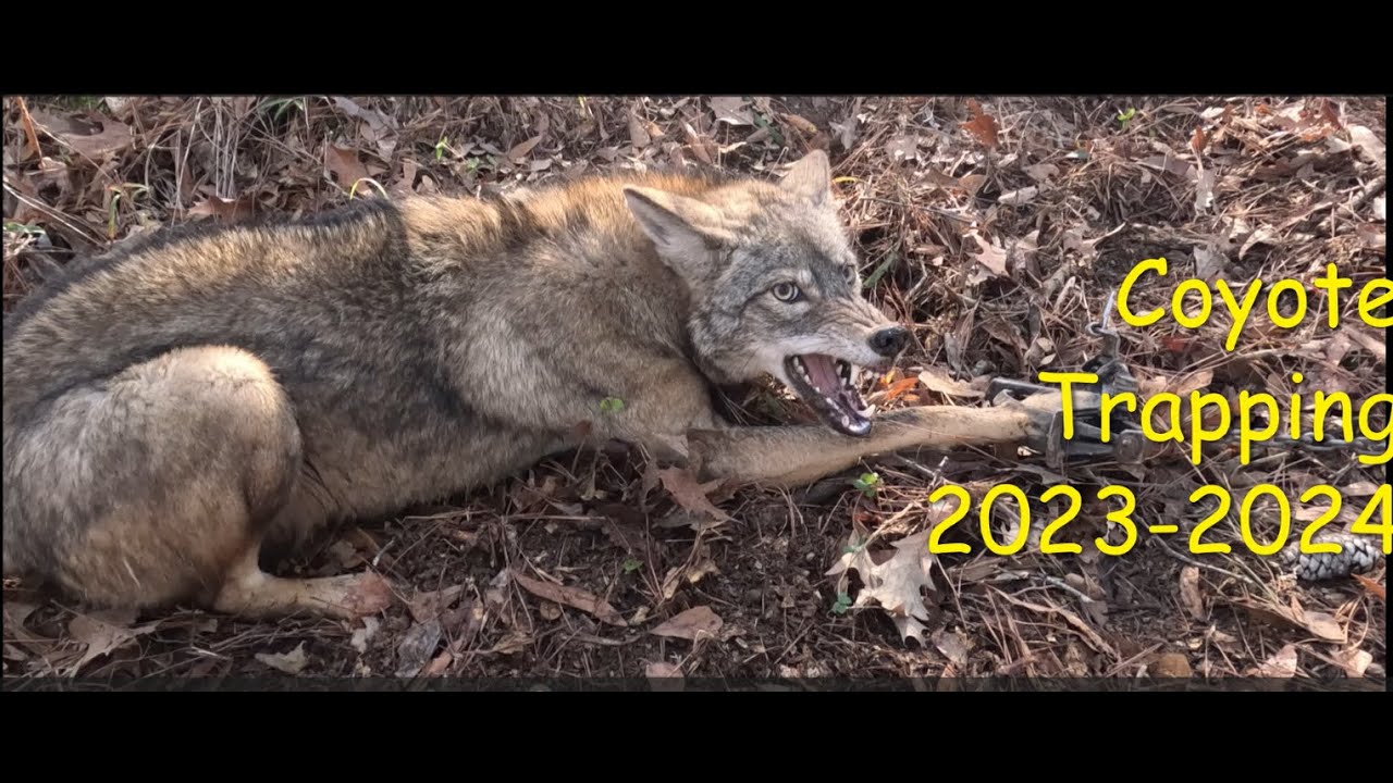 Coyote Trapping 2023-2024 trapping Season. Must See Catches