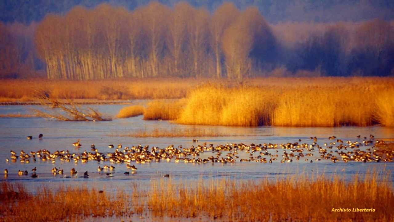 Stornelli del Padule - Caterina Bueno