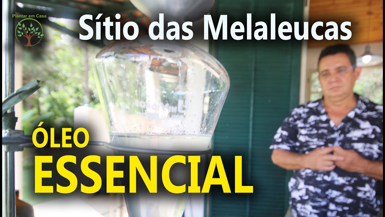Óleo Essencial como Extrair essa Preciosidade no Sitio das Melaleucas