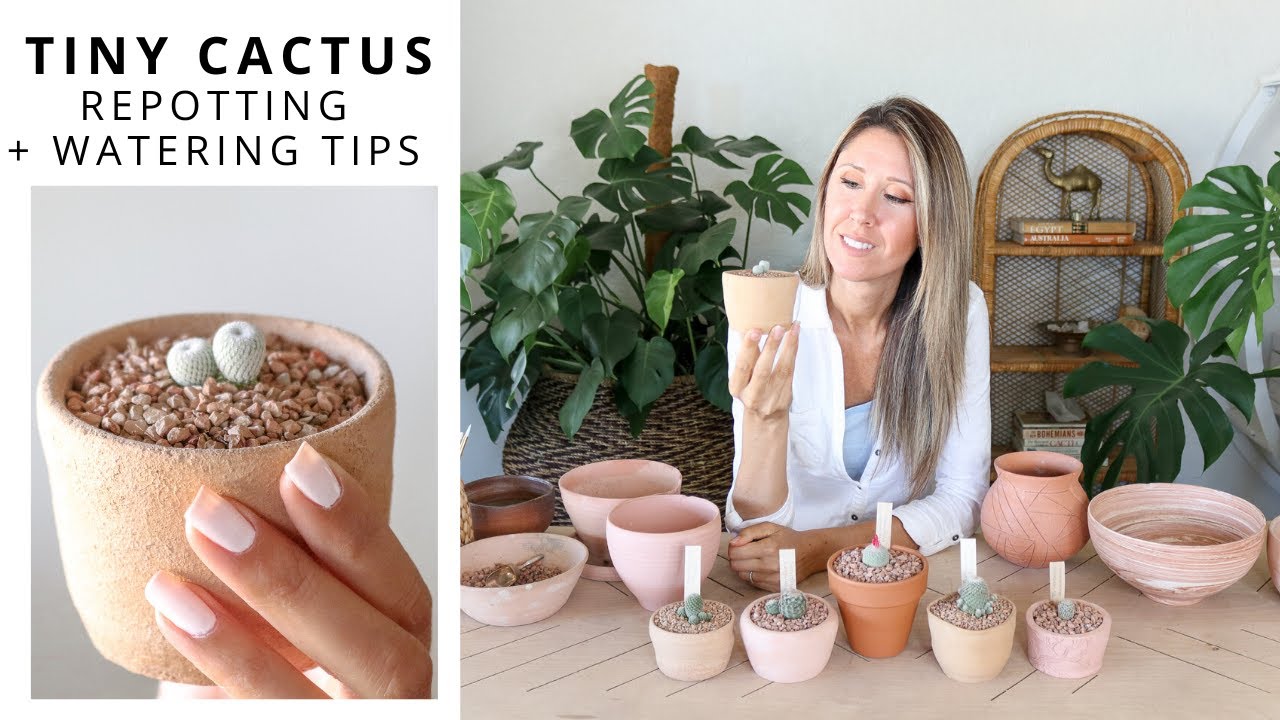 Tiny Cactus | Repotting + Watering Tips