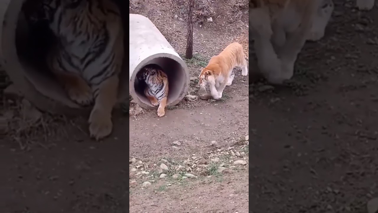 Tiger vs Liger Fight. Tiger attack #tigers #shorts