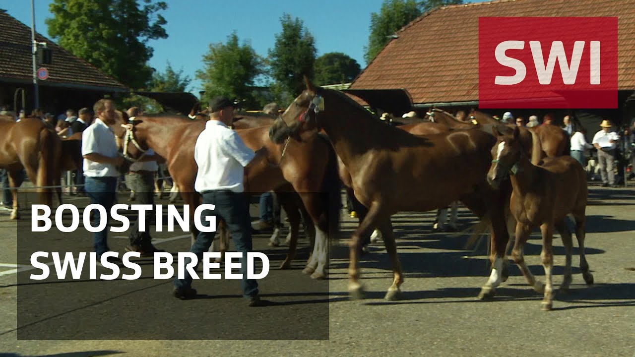 Swiss Freiberg breed fights for recognition