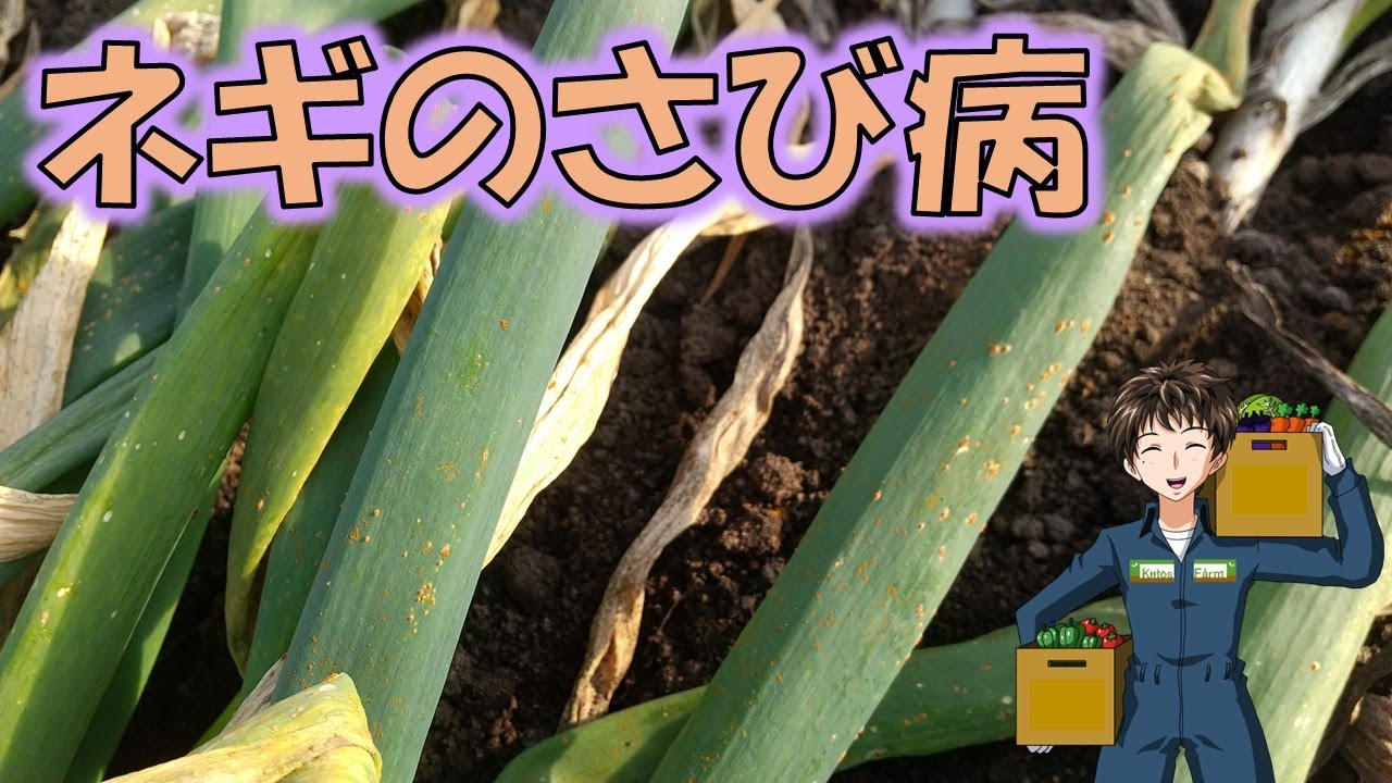 【ネギのさび病】冬でも病気は出ますよね･･･やはり初期防除が大事！