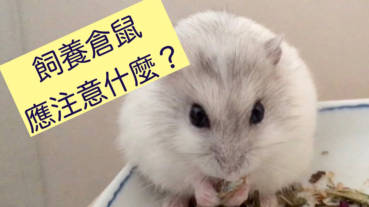 飼養倉鼠應注意什麼？從3大角度解構你是否適合養倉鼠