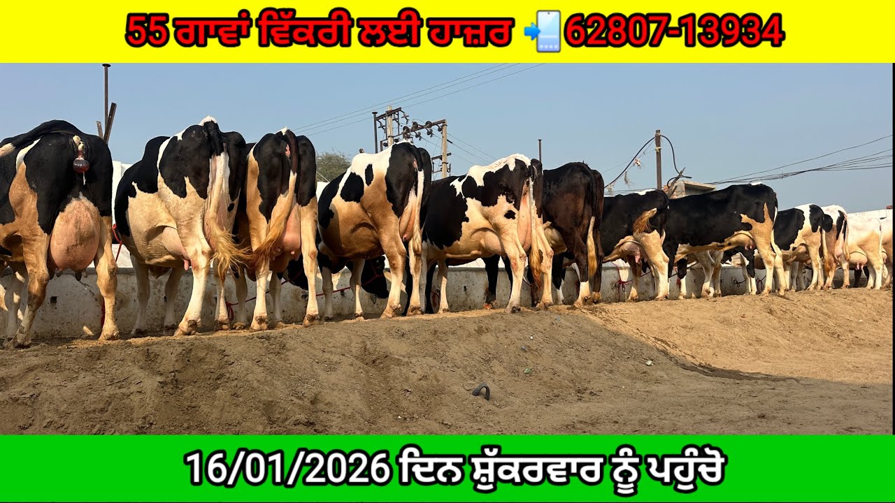 55 Cows For Sale & 55 ਗਾਵਾਂ ਵਿਕਾਊ #cowforsale #youtubevideo #cowforsaleonpunjab 