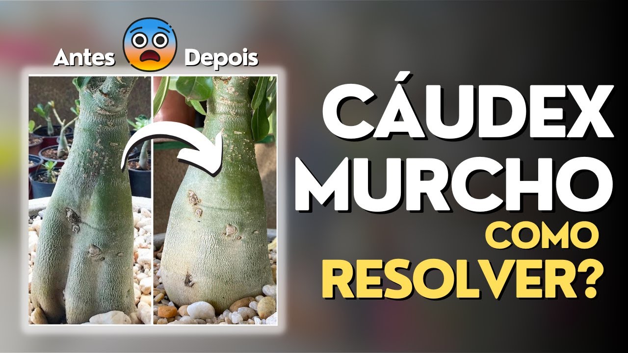 Solução para o cáudex murcho nas Rosas do Deserto!