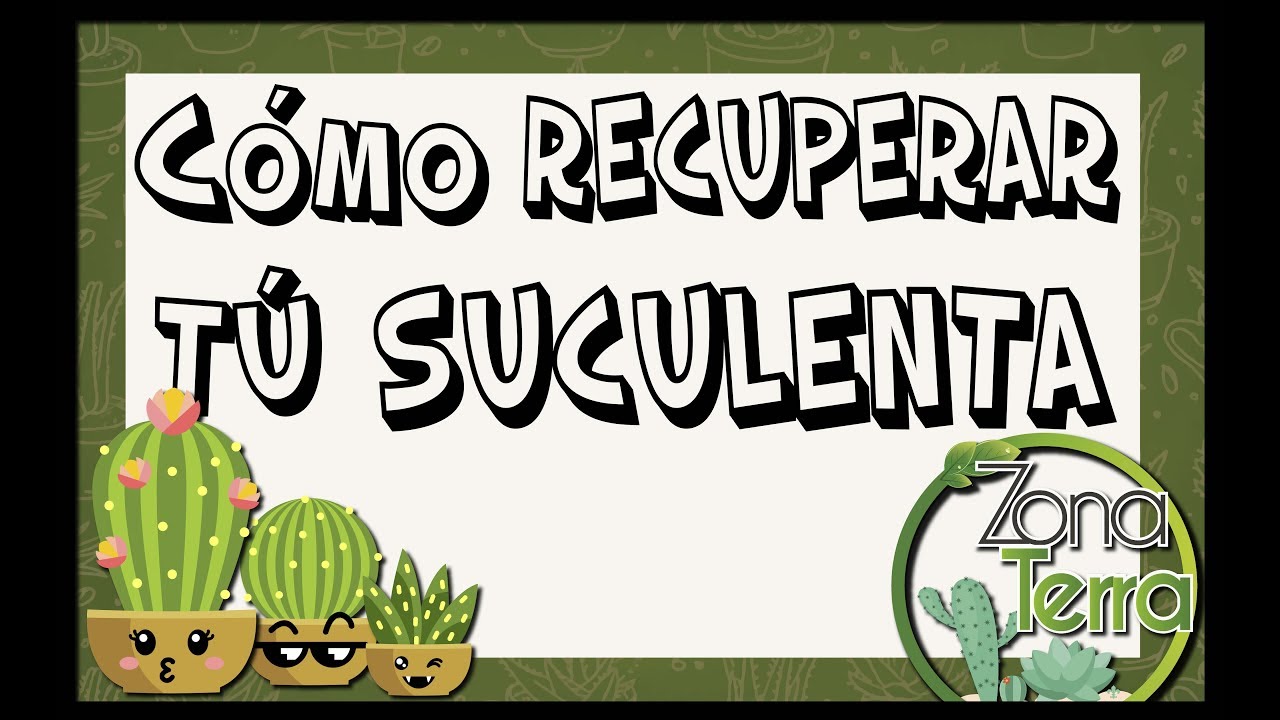 Cómo recuperar tú Suculenta en caso de exceso de agua!