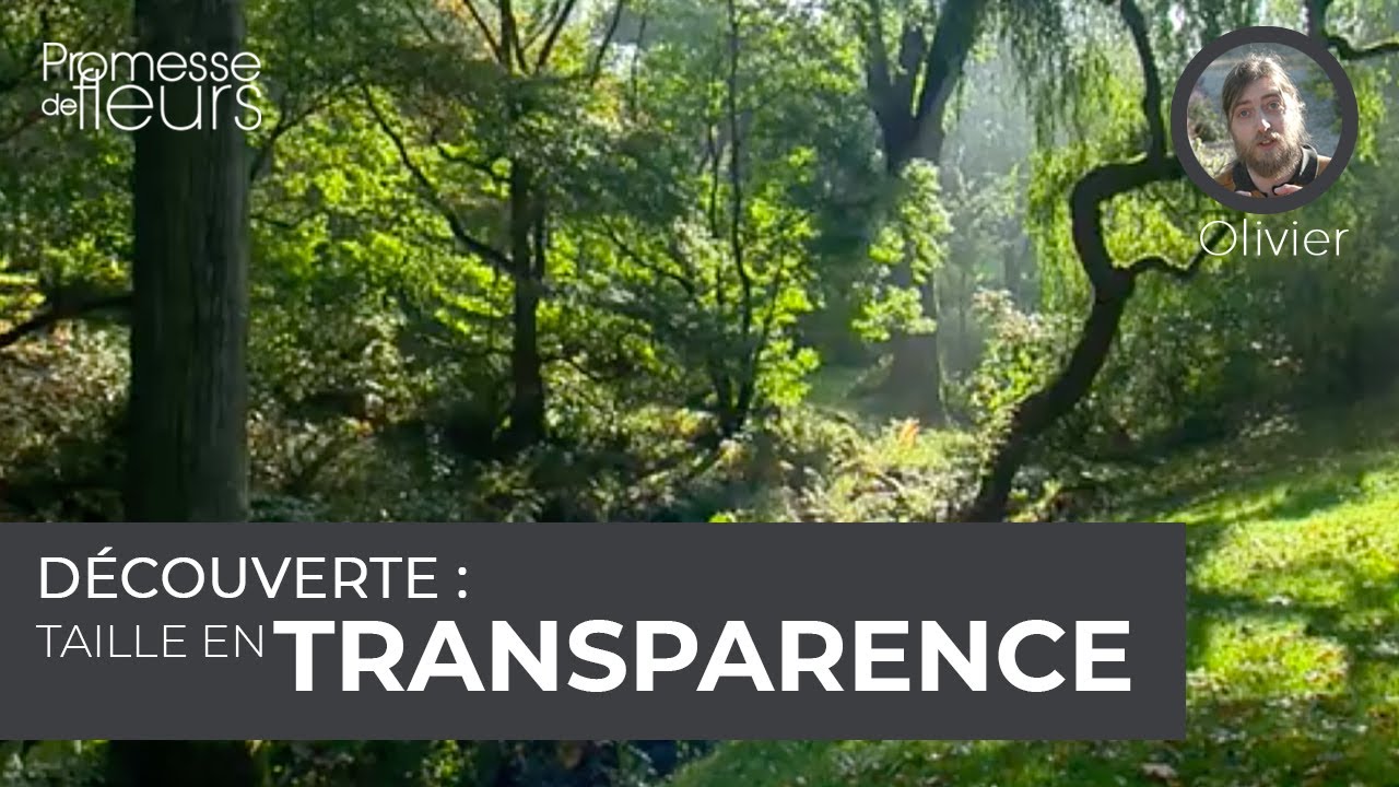 Découverte : La taille en transparence
