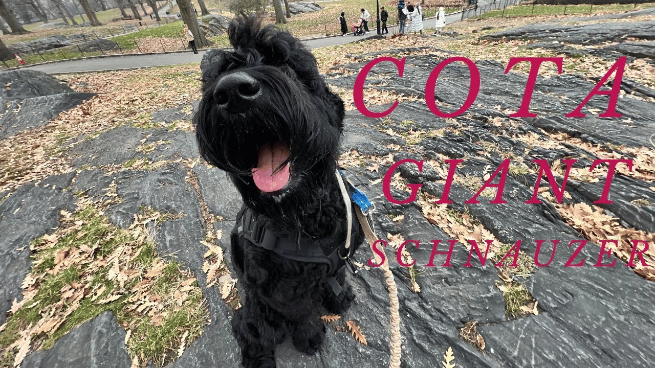 COTA Giant Schnauzer - Joyful Christmas Celebration in New York City with his Pack
