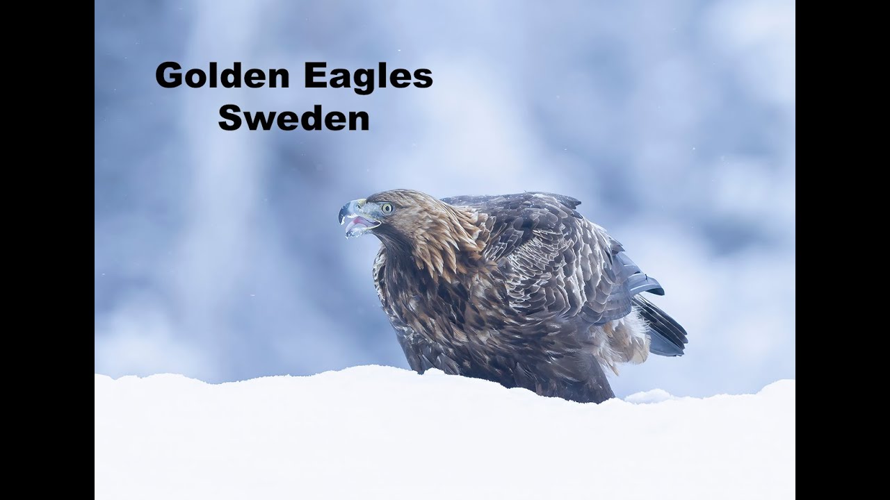 Golden Eagles, Sweden