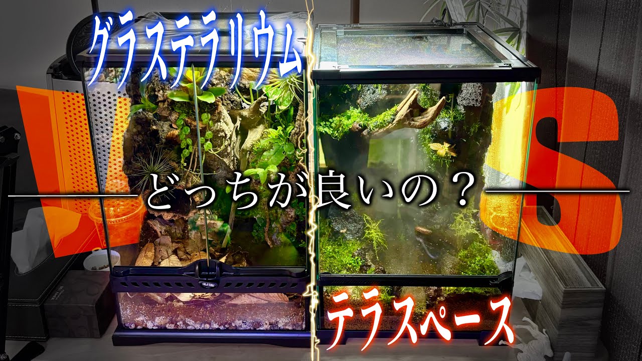 【徹底比較】グラステラリウムと今話題のテラスペースを比較‼️結局どっちがいいの…？？