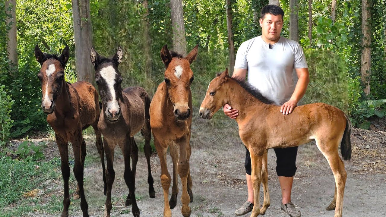 BUZOQCHA PULIGA🔥🔥 NIYYAT QILGANLAR UCHUN🔥🔥 ZOTDOR TOY ISTAGANLARGA🔥🔥