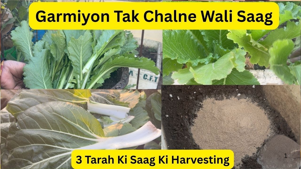 3 Tarah Ki Saag Ki Harvesting|Garmiyon Tak Chalne Wali Saag|Batthu Saag Kaise Lagaye|Soil prepare