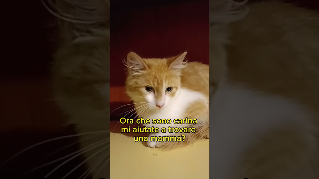 Cosi carina eppure mi hanno abbandonato 😢 