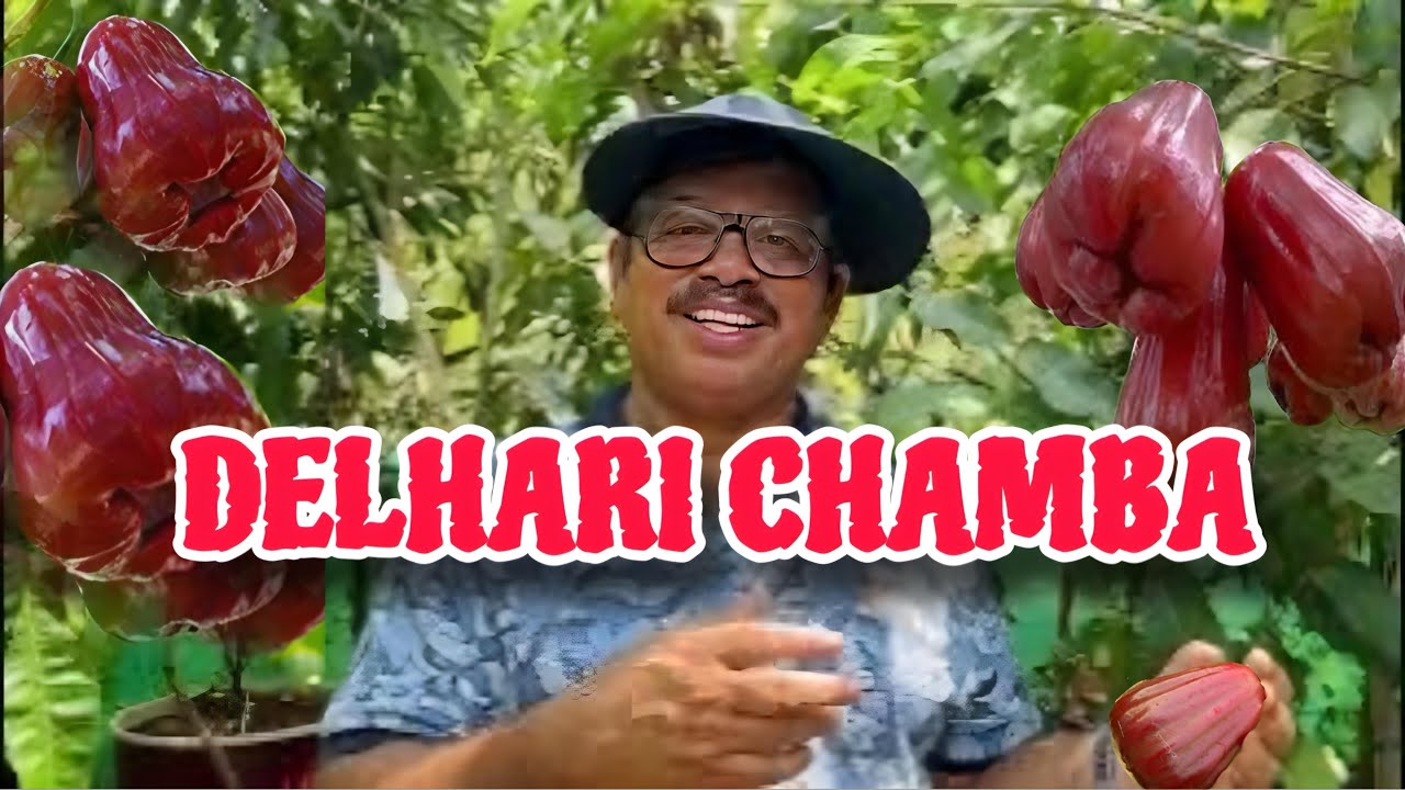 DELHARI CHAMBA (Water Apple ) REVIEW