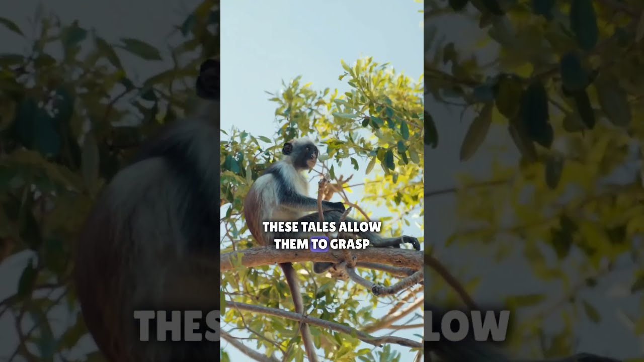 Monkey Magic! 🐒Unveiling the Marvel of Prehensile Tails #PrimateWonders #animalbehavior #animalfacts