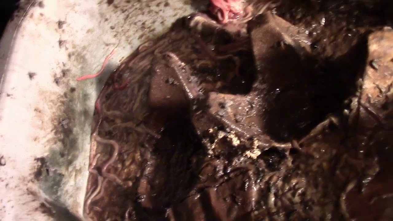when your worm bin goes anaerobic and your worms die off #AZVlogger #LifeInAZ