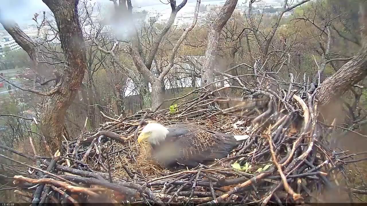 EAGLE CAM 2017- TORNADO HITS EAGLE NEST - ECC, MPDC - Washington, DC